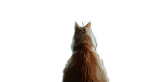Cat Watching Tv Vinyl Car Decal Sticker – Waterproof & UV-Resistant 8" Cat Watching Tv Vinyl Car Decal Sticker – Waterproof & UV-Resistant 8"