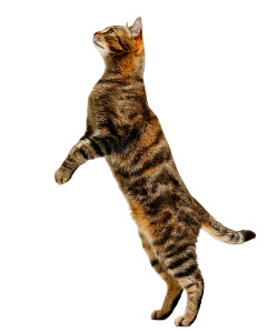 Jumping Tabby Cat Vinyl Car Decal Sticker – Waterproof & UV-Resistant 8" Jumping Tabby Cat Vinyl Car Decal Sticker – Waterproof & UV-Resistant 8"