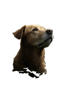 Forest Dog Portrait Vinyl Car Decal Sticker – Waterproof & UV-Resistant 8" Forest Dog Portrait Vinyl Car Decal Sticker – Waterproof & UV-Resistant 8"