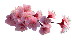 Cherry Blossom Close-Up Vinyl Car Decal Sticker – Waterproof & UV-Resistant 8"