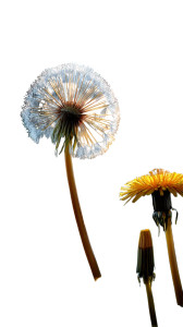 Dandelion Close-Up Vinyl Car Decal Sticker – Waterproof & UV-Resistant 8"