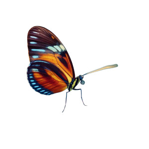 Bright Colored Butterfly Vinyl Car Decal Sticker – Waterproof & UV-Resistant 8"