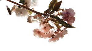 Blooming Spring Tree Vinyl Car Decal Sticker – Waterproof & UV-Resistant 8" Blooming Spring Tree Vinyl Car Decal Sticker – Waterproof & UV-Resistant 8"