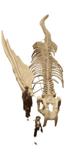Dragon Skeleton Discovery Vinyl Car Decal Sticker – Waterproof & UV-Resistant 8"