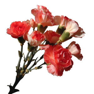 Carnation Bouquet Vinyl Car Decal Sticker – Waterproof & UV-Resistant 8" Carnation Bouquet Vinyl Car Decal Sticker – Waterproof & UV-Resistant 8"