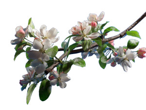Blooming Apple Branch V5 Vinyl Car Decal Sticker – Waterproof & UV-Resistant 8" Blooming Apple Branch V5 Vinyl Car Decal Sticker – Waterproof & UV-Resistant 8"