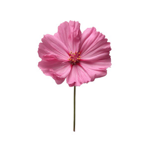 Pink Flower Vinyl Car Decal Sticker – Waterproof & UV-Resistant 8" Pink Flower Vinyl Car Decal Sticker – Waterproof & UV-Resistant 8"