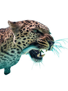 Roaring Leopard With Bonefish Vinyl Car Decal Sticker – Waterproof & UV-Resistant 8"