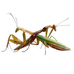 Mantis Devouring Mantis Vinyl Car Decal Sticker – Waterproof & UV-Resistant 8" Mantis Devouring Mantis Vinyl Car Decal Sticker – Waterproof & UV-Resistant 8"