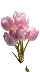 Holding Pink Tulips Vinyl Car Decal Sticker – Waterproof & UV-Resistant 8"