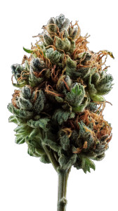 Cannabis Bud V2 Vinyl Car Decal Sticker – Waterproof & UV-Resistant 8"