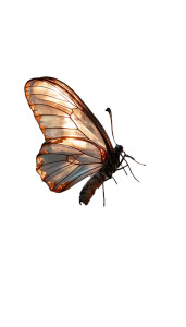 Feathered Crystal Butterfly Vinyl Car Decal Sticker – Waterproof & UV-Resistant 8"