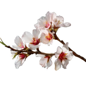 Almond Flowers Vinyl Car Decal Sticker – Waterproof & UV-Resistant 8"