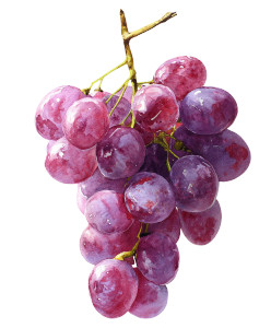 Purple Grapes Clipart Vinyl Car Decal Sticker – Waterproof & UV-Resistant 8" Purple Grapes Clipart Vinyl Car Decal Sticker – Waterproof & UV-Resistant 8"