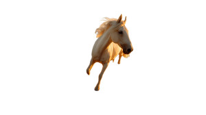 Majestic White Horse V6 Vinyl Car Decal Sticker – Waterproof & UV-Resistant 8" Majestic White Horse V6 Vinyl Car Decal Sticker – Waterproof & UV-Resistant 8"