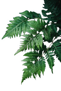 Green Ferns Close-Up Vinyl Car Decal Sticker – Waterproof & UV-Resistant 8" Green Ferns Close-Up Vinyl Car Decal Sticker – Waterproof & UV-Resistant 8"