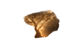 Burning Olive Tree Vinyl Car Decal Sticker – Waterproof & UV-Resistant 8"