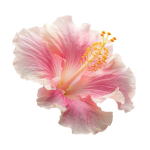Pink Hibiscus Flower Vinyl Car Decal Sticker – Waterproof & UV-Resistant 8" Pink Hibiscus Flower Vinyl Car Decal Sticker – Waterproof & UV-Resistant 8"