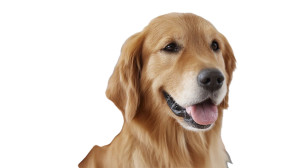 Happy Vaccinated Retriever Vinyl Car Decal Sticker – Waterproof & UV-Resistant 8"