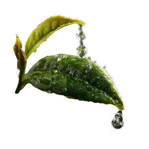 Green Tea Drops Vinyl Car Decal Sticker – Waterproof & UV-Resistant 8"