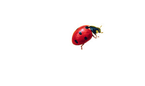 Vibrant Ladybug Painting Vinyl Car Decal Sticker – Waterproof & UV-Resistant 8"