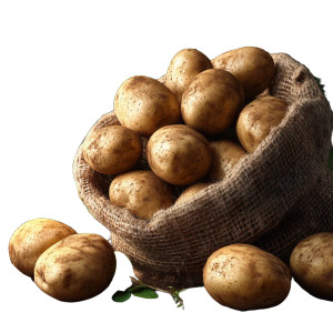 Young Light Potatoes Vinyl Car Decal Sticker – Waterproof & UV-Resistant 8"