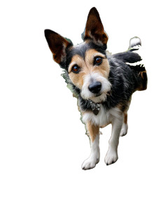 Terrier On Boulders Vinyl Car Decal Sticker – Waterproof & UV-Resistant 8"