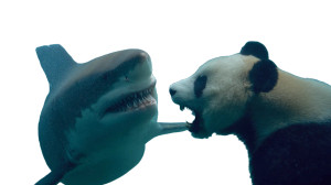 Shark Vs Panda Vinyl Car Decal Sticker – Waterproof & UV-Resistant 8"