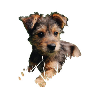 Puppy In Grass Vinyl Car Decal Sticker – Waterproof & UV-Resistant 8" Puppy In Grass Vinyl Car Decal Sticker – Waterproof & UV-Resistant 8"