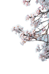 Cherry Blossom Branch V3 Vinyl Car Decal Sticker – Waterproof & UV-Resistant 8"