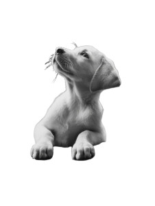 Labrador Puppy Portrait Vinyl Car Decal Sticker – Waterproof & UV-Resistant 8"