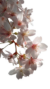 Cherry Blossom Close-Up V2 Vinyl Car Decal Sticker – Waterproof & UV-Resistant 8"