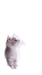 Lavender Field Cat Vinyl Car Decal Sticker – Waterproof & UV-Resistant 8"