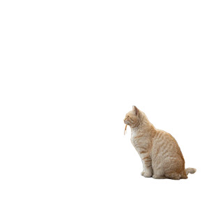 Ginger Cat Sitting Vinyl Car Decal Sticker – Waterproof & UV-Resistant 8"