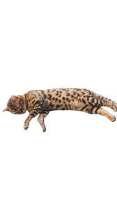 Giant Bengal Cat V2 Vinyl Car Decal Sticker – Waterproof & UV-Resistant 8"