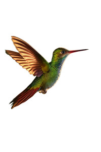 Vibrant Hummingbird Hovering Vinyl Car Decal Sticker – Waterproof & UV-Resistant 8" Vibrant Hummingbird Hovering Vinyl Car Decal Sticker – Waterproof & UV-Resistant 8"