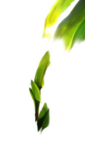 Sunlit Corn Close-Up Vinyl Car Decal Sticker – Waterproof & UV-Resistant 8"