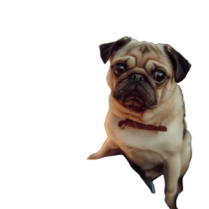 Pug Dining Vinyl Car Decal Sticker – Waterproof & UV-Resistant 8" Pug Dining Vinyl Car Decal Sticker – Waterproof & UV-Resistant 8"
