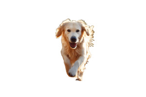 Golden Retriever Running Vinyl Car Decal Sticker – Waterproof & UV-Resistant 8"