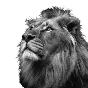 Lion Portrait Vinyl Car Decal Sticker – Waterproof & UV-Resistant 8" Lion Portrait Vinyl Car Decal Sticker – Waterproof & UV-Resistant 8"