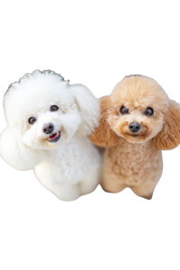 Toy Poodles On Cushion Vinyl Car Decal Sticker – Waterproof & UV-Resistant 8"