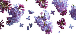 Lilac Flowers V2 Vinyl Car Decal Sticker – Waterproof & UV-Resistant 8"