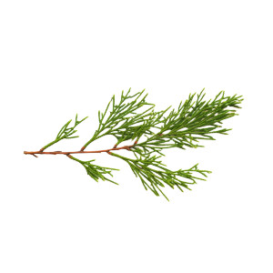 Cedar Twig Vinyl Car Decal Sticker – Waterproof & UV-Resistant 8" Cedar Twig Vinyl Car Decal Sticker – Waterproof & UV-Resistant 8"