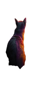 Whimsical Cat Portrait Vinyl Car Decal Sticker – Waterproof & UV-Resistant 8"