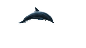 Leaping Dolphin V2 Vinyl Car Decal Sticker – Waterproof & UV-Resistant 8"