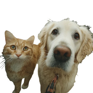 Pets In Store Vinyl Car Decal Sticker – Waterproof & UV-Resistant 8" Pets In Store Vinyl Car Decal Sticker – Waterproof & UV-Resistant 8"