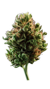 Cannabis Bud V3 Vinyl Car Decal Sticker – Waterproof & UV-Resistant 8"