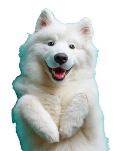 Smiling Samoyed Vinyl Car Decal Sticker – Waterproof & UV-Resistant 8"