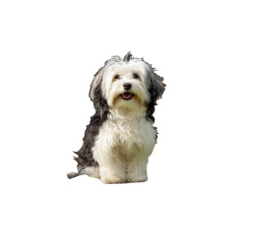 Havanese Dog Cafe Vinyl Car Decal Sticker – Waterproof & UV-Resistant 8" Havanese Dog Cafe Vinyl Car Decal Sticker – Waterproof & UV-Resistant 8"
