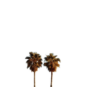 Symmetrical Palm Trees Vinyl Car Decal Sticker – Waterproof & UV-Resistant 8" Symmetrical Palm Trees Vinyl Car Decal Sticker – Waterproof & UV-Resistant 8"
